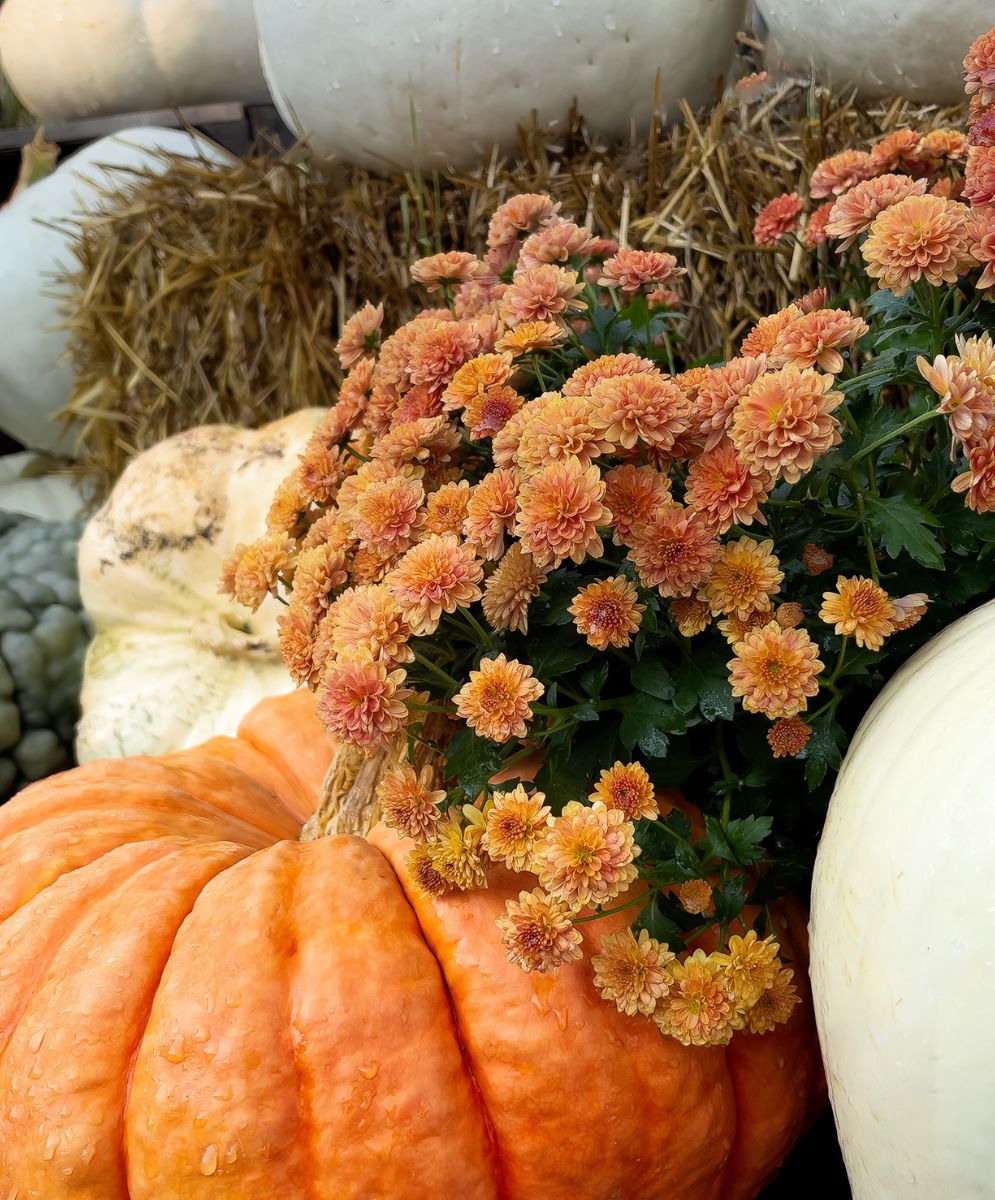 Calendrier bien-être automne